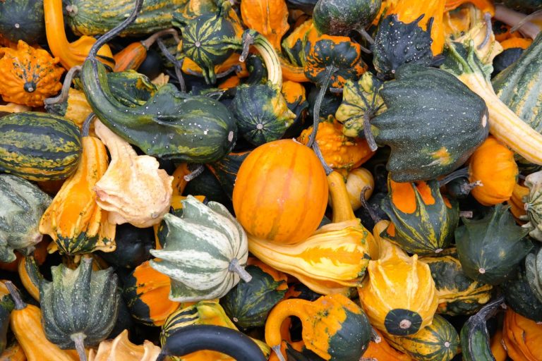 compact winter squash