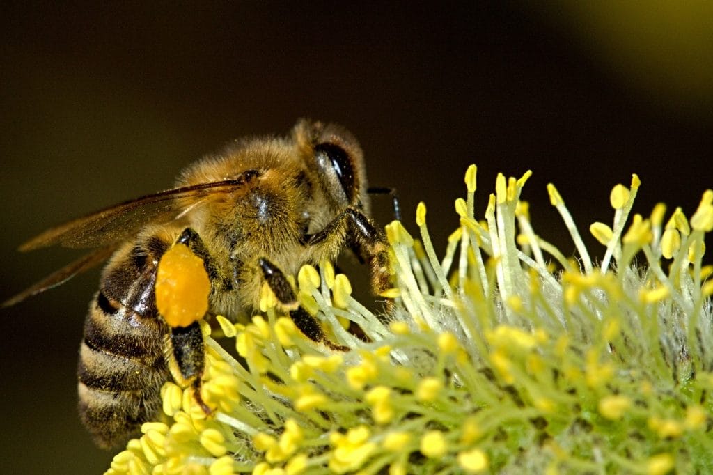 How Honey Bees Help Humans Frugal Gardening