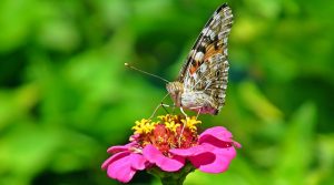 Butterfly on flower