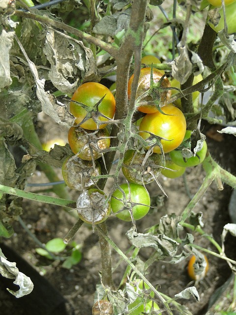 tomatoes