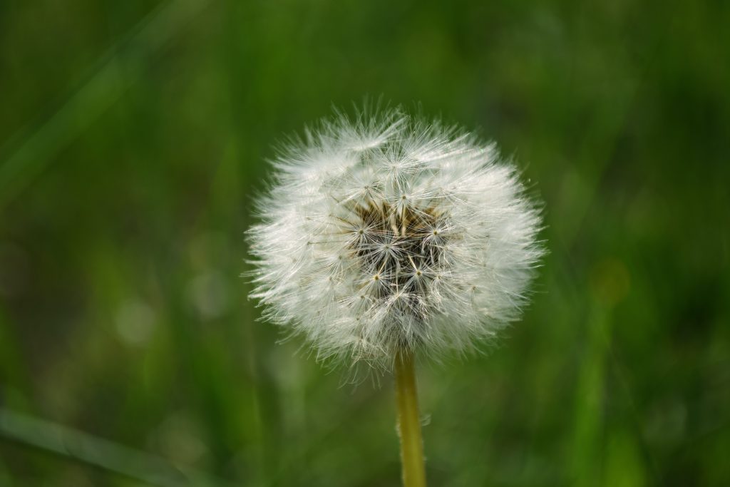 ways to banish weeds