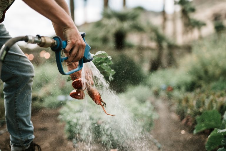 well-watered garden