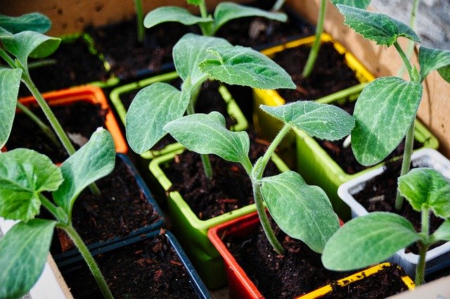 Hardening off plants