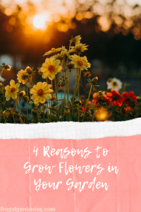 4 Reasons to Grow Flowers in Your Garden