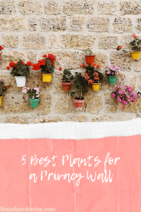 5 Best Plants for a Privacy Wall