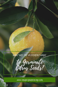 What Are the Different Ways to Germinate Citrus Seeds