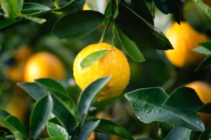 Germinate citrus seeds