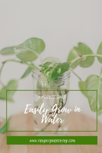 5 Plants That Easily Grow in Water