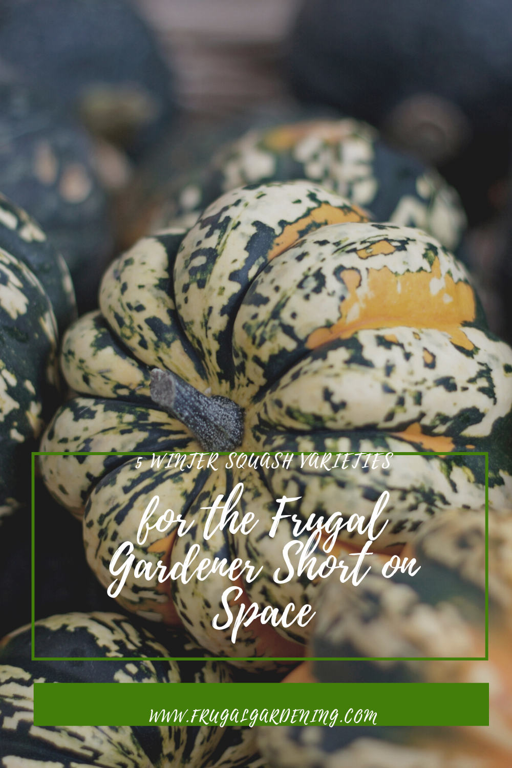 5 Winter Squash Varieties for the Frugal Gardener Short on Space