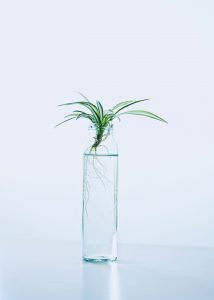 plants that grow in water