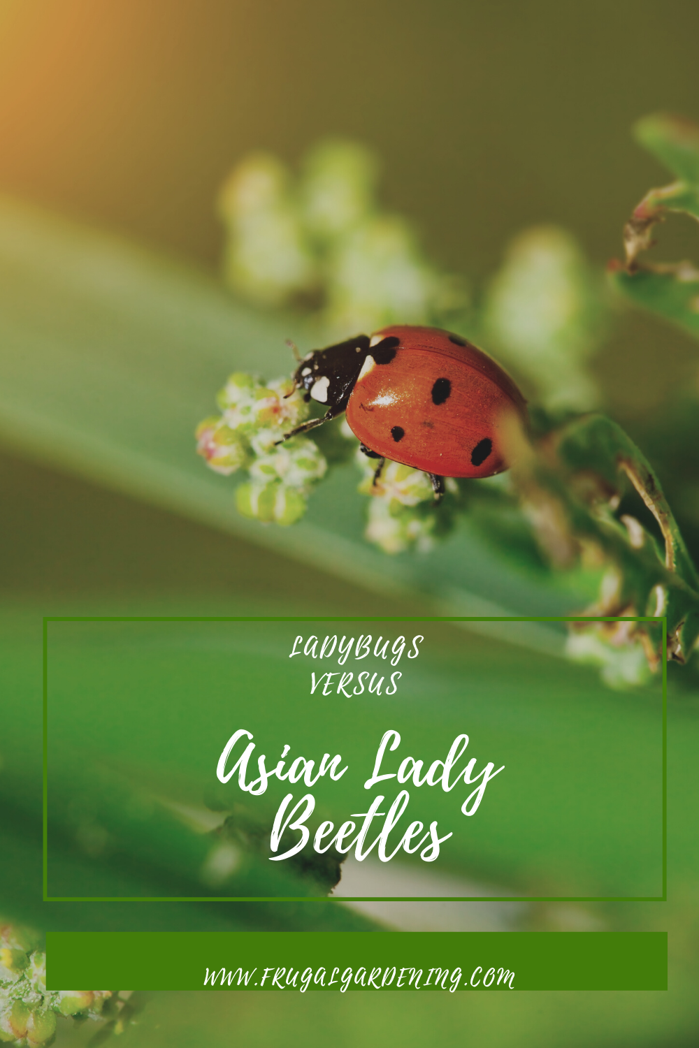 Ladybugs Versus Asian Lady Beetles