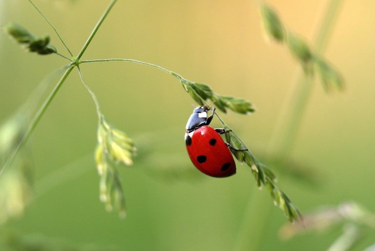 ladybugs versus Asian lady beetles