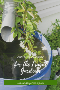 Harvesting Rainwater for the Frugal Gardener