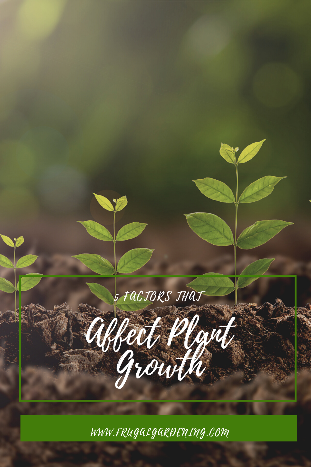 5 Factors That Affect Plant Growth