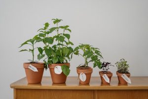 factors that affect plant growth