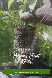 4 Advantages of Pruning Plant Roots