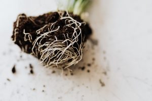 pruning plant roots