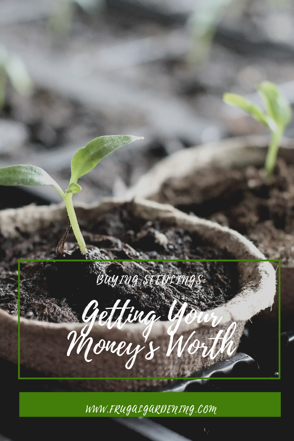 Buying Seedlings Getting Your Money's Worth
