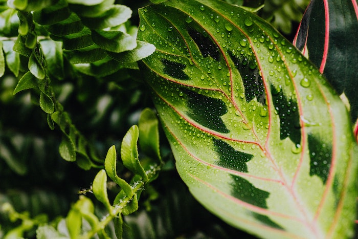 buying houseplants