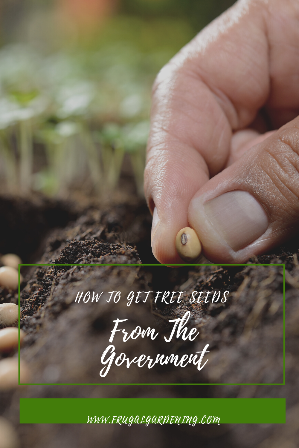 How To Get Free Seeds From The Government