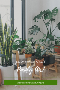 Which Indoor Plants Purify Air