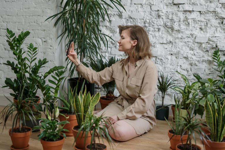 Indoor plants that can purify air