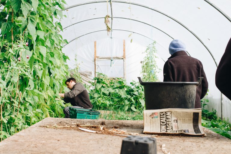 crop rotation