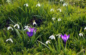 spring garden clean-up