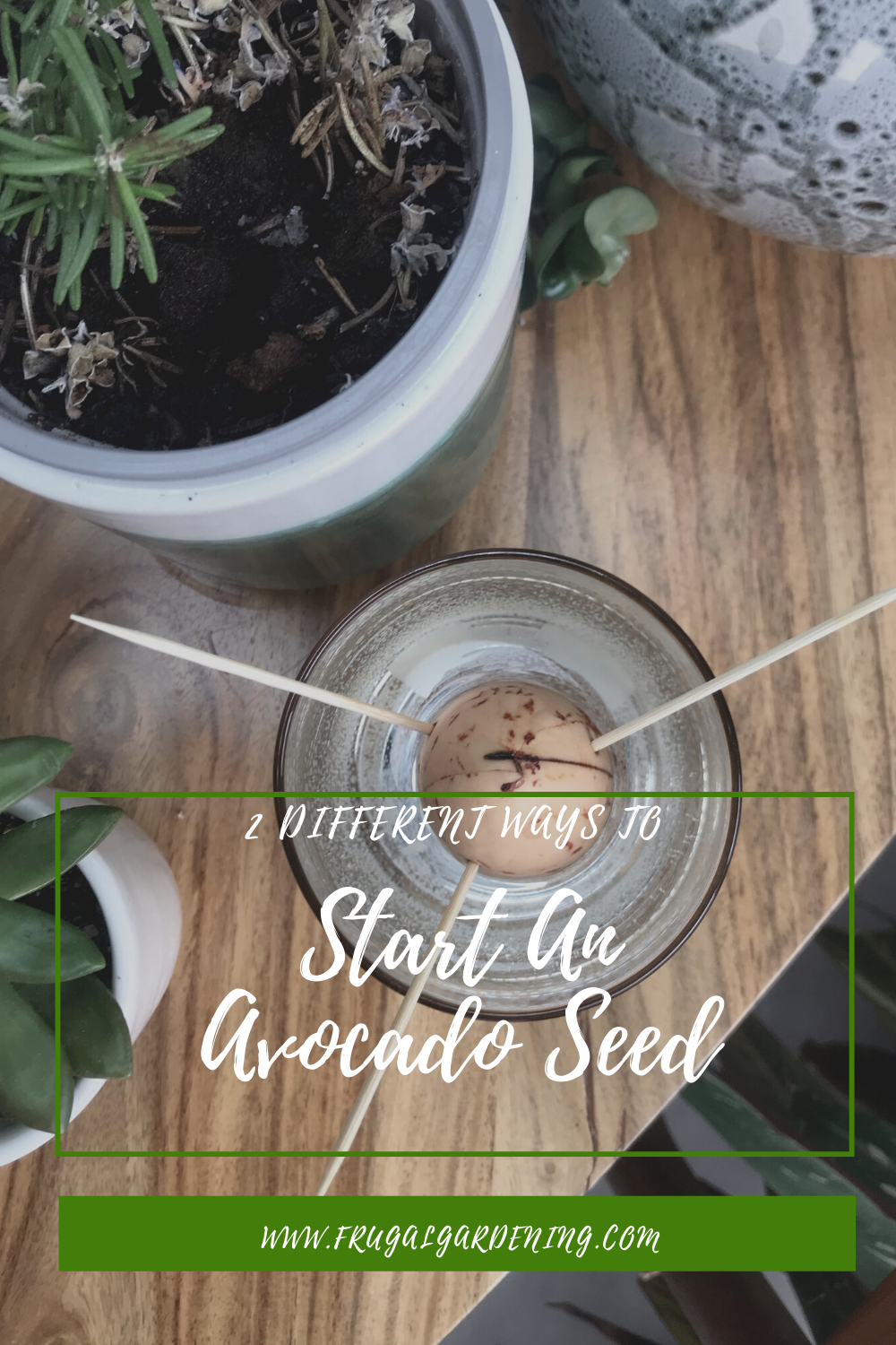 2 Different Ways To Start An Avocado Seed