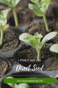 7 Plants You Can Direct Seed