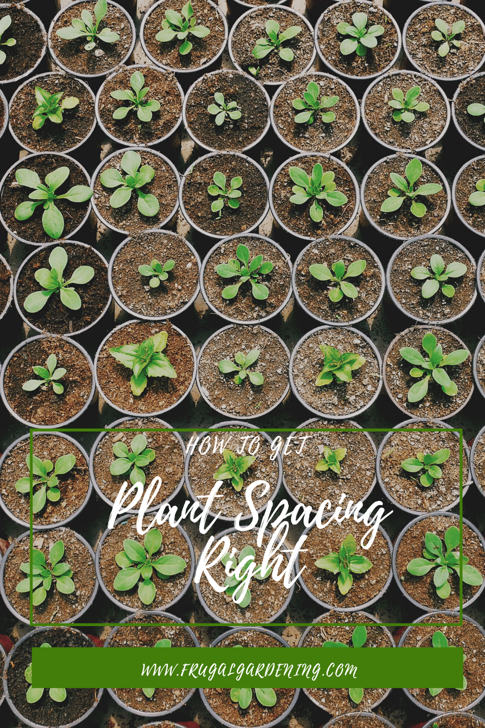 How To Get Plant Spacing Right