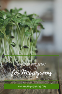 Where To Buy Seeds for Microgreens