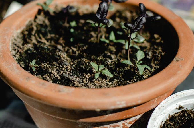 plants you can direct seed