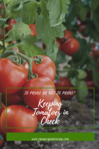 To Prune or Not to Prune Keeping Tomatoes in Check