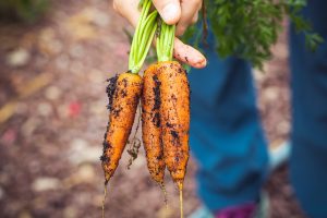 real cost of growing your own food