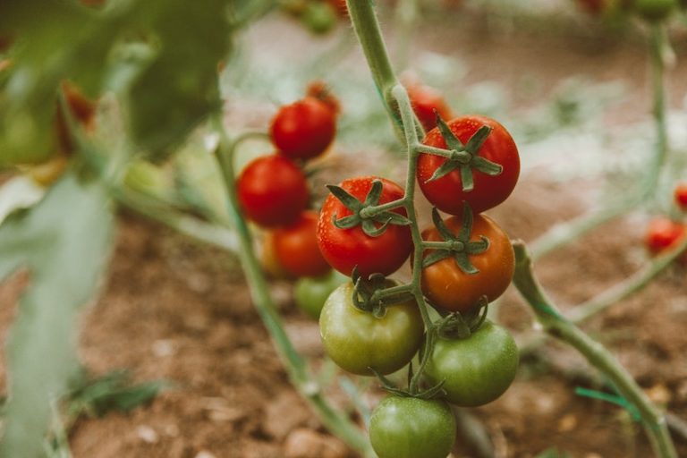 tomato pruning