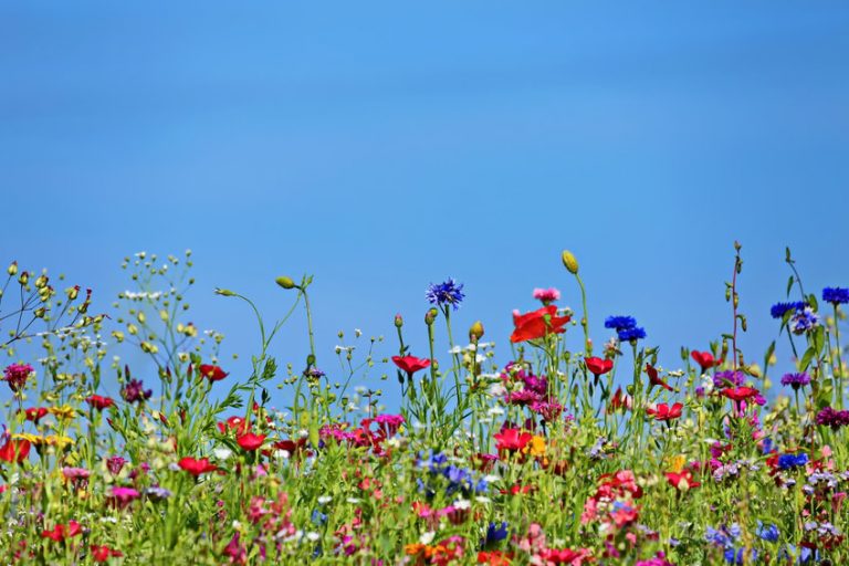 why you should plant wildflower seeds in the fall