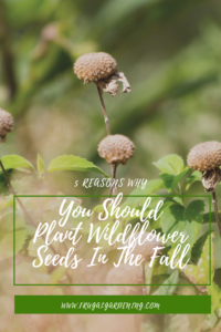 5 Reasons Why You Should Plant Wildflower Seeds In The Fall