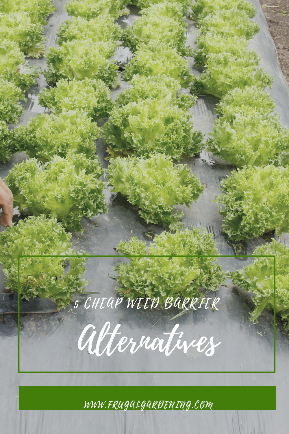 5 Cheap Weed Barrier Alternatives