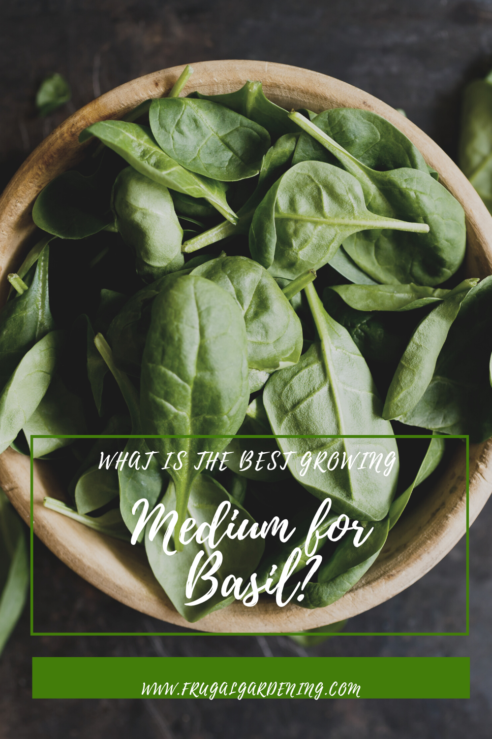 What Is the Best Growing Medium for Basil