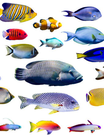 reasons to use fish amino acid