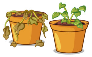 Tips To Revive Wilted Plants
