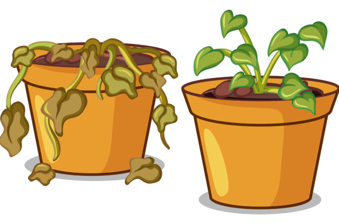 Tips To Revive Wilted Plants