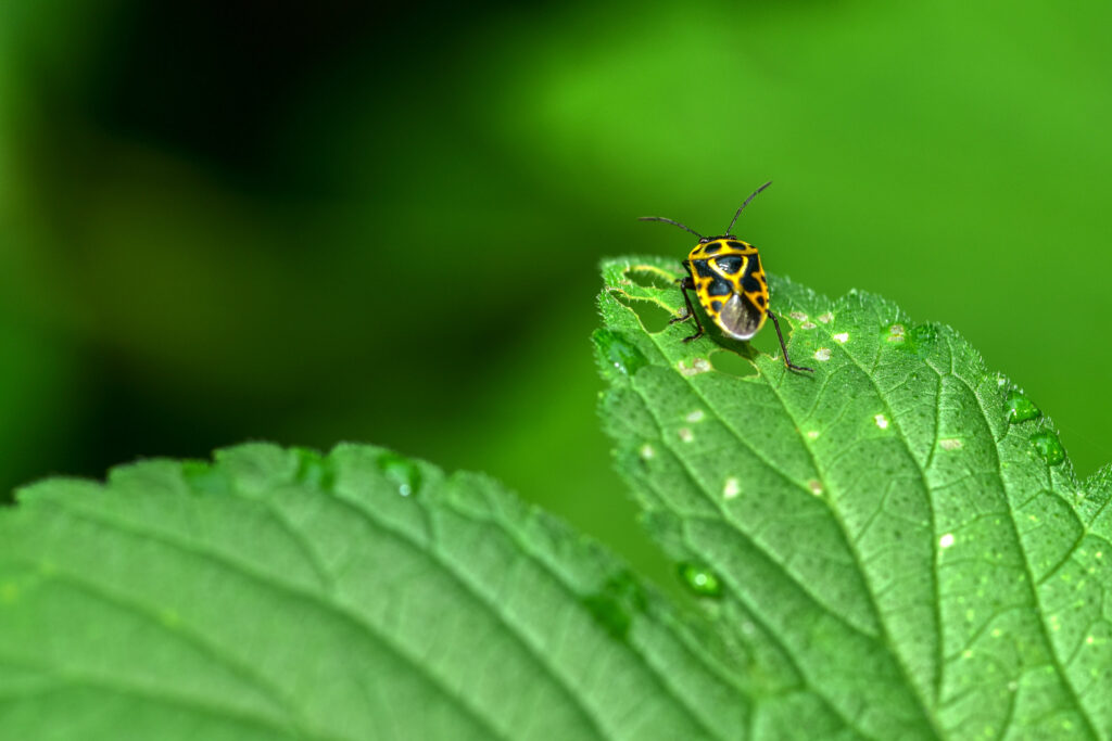 Battle Garden Pests Cheaply and Naturally