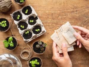 Substitutes for Seedling Trays