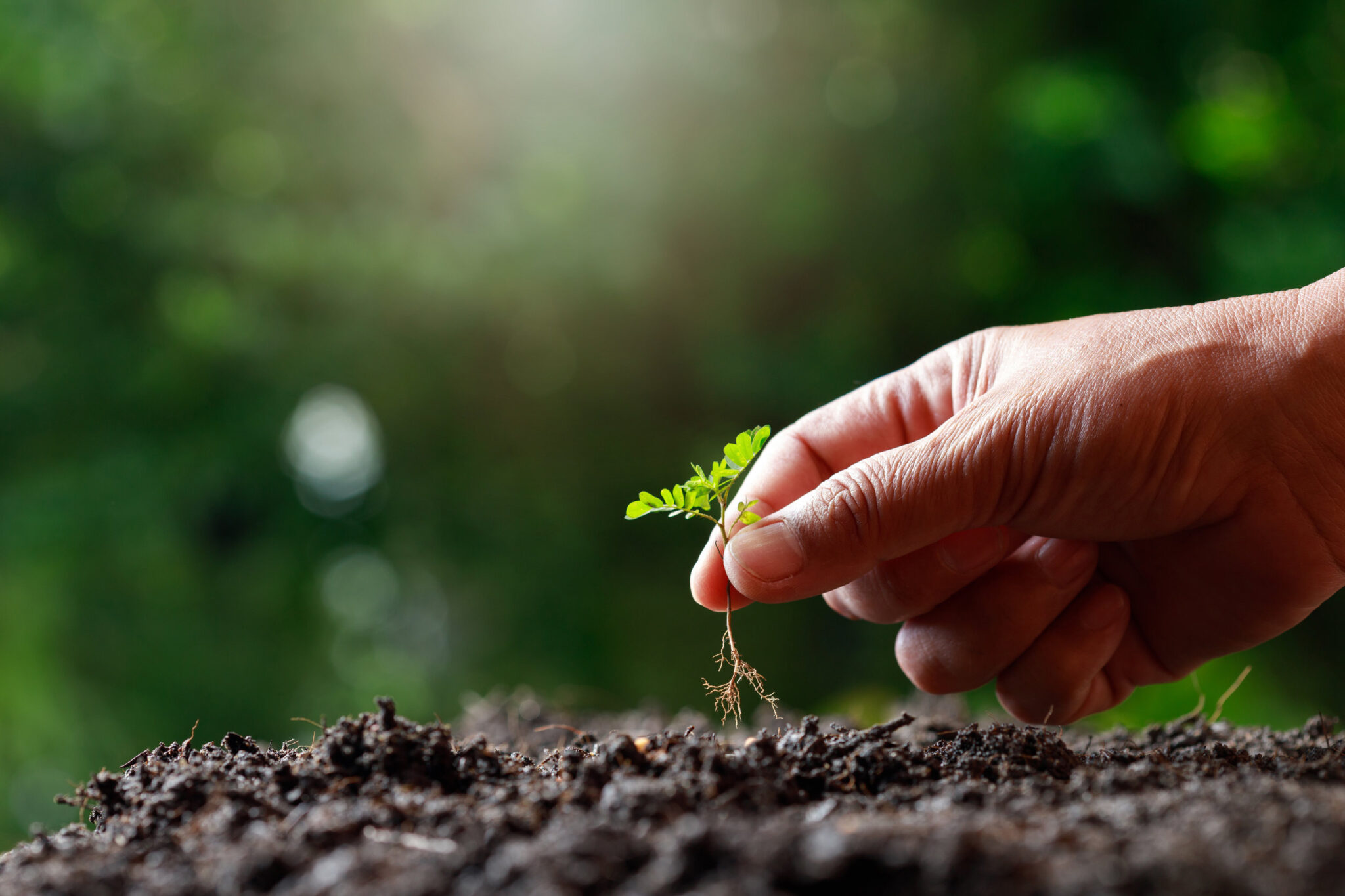 Can You Make Money Selling Tree Sprouts? Frugal Gardening