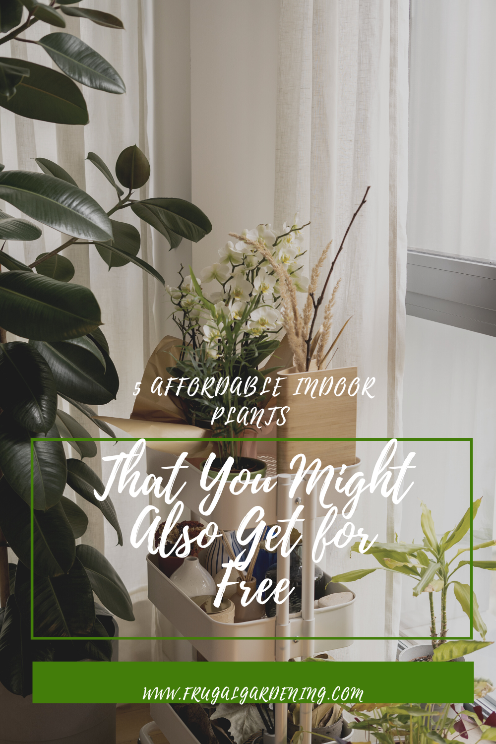 5 Affordable Indoor Plants That You Might Also Get for Free