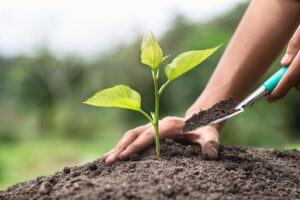 what to plant in each season woman planting pepper plant