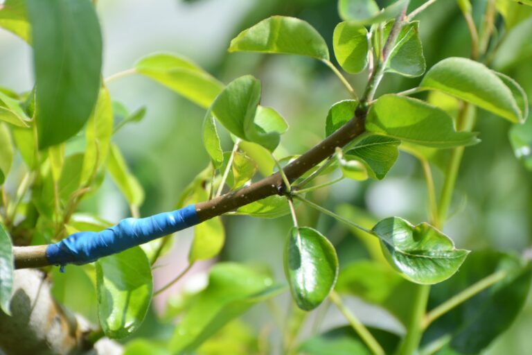 grafted tree with blue tape on the wound and green foilage