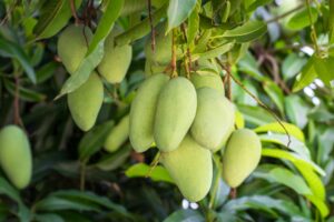 green mangos on a mango tree with foliage in the background how to keep gardening from being boring